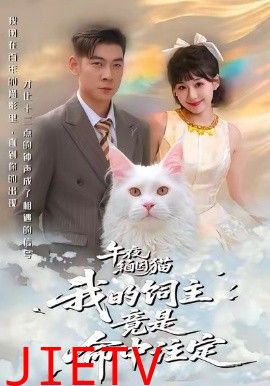 午夜缅因猫我的饲主竟是命中注定